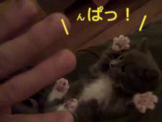 Surprised-Kitty-(Original).jpg