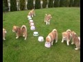 akita.jpg