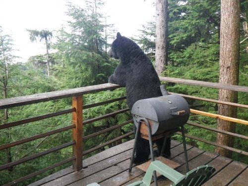 beargrills.jpg