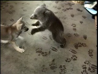 bearwolf.jpg