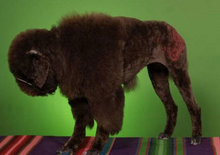 bison.jpg