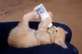 kittydrinks.jpg