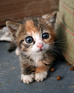 liltiger.jpg