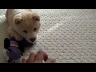playingshiba.jpg