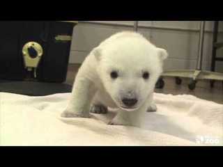 polarbearcub.jpg
