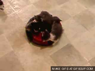 roombakitty.jpg
