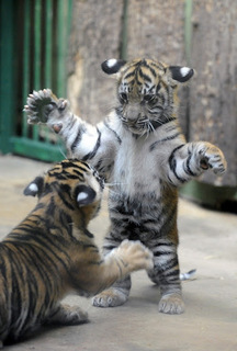 stiger.jpg